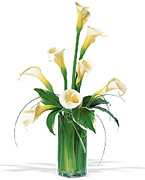 Callas for Anniversary... Very VIP flowers arrangement for your special occassion in USA, flowers, red roses, yellow roses, pink roses, orange roses, white roses, callas, orchids, bouquets, exotics and tropical flowers from Miami Florida to all the United States of America... Caballero flowers, American flowers shop, offers a great and VIP arrangements for DELIVERY to houses, office, funeral, hospital, business, schools in all the USA... Enjoy our online services we will schedule your order and deliver on time...