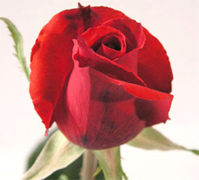 ROUGE BAISER ROSAS ROJAS VIP ROSAS CULTIVADAS para un mercado importante importadas directamente para floristerias, florerias y floristas en Estados Unidos y Canada, vendemos a PRECIOS DE CULTIVOS rosas rojas, rosas amarillas y blancas ademas de orquideas, tropicales,... Rosas y Flores en Los Angeles California ofrece flores y rosas al por mayor. Servimos California con flores y rosas de primera calidad para florerias y floristerias de Estados Unidos y Canada. Orquideas, flores y rosas de calidad a precios al por mayor