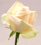 SOLO VIP ROSAS importadas directamente para floristerias, florerias y floristas en Estados Unidos y Canada, vendemos a PRECIOS DE CULTIVOS rosas rojas, rosas amarillas y blancas ademas de orquideas, tropicales,... Rosas y Flores en Los Angeles California ofrece flores y rosas al por mayor. Servimos California con flores y rosas de primera calidad para florerias y floristerias de Estados Unidos y Canada. Orquideas, flores y rosas de calidad a precios al por mayor