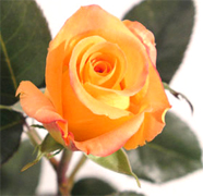 ROSAS CULTIVADAS para un mercado importante importadas directamente para floristerias, florerias y floristas en Estados Unidos y Canada, vendemos a PRECIOS DE CULTIVOS rosas rojas, rosas amarillas y blancas ademas de orquideas, tropicales,... Rosas y Flores en Los Angeles California ofrece flores y rosas al por mayor. Servimos California con flores y rosas de primera calidad para florerias y floristerias de Estados Unidos y Canada. Orquideas, flores y rosas de calidad a precios al por mayor