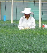 ROSAS CULTIVADAS para un mercado importante importadas directamente para floristerias, florerias y floristas en Estados Unidos y Canada, vendemos a PRECIOS DE CULTIVOS rosas rojas, rosas amarillas y blancas ademas de orquideas, tropicales,... Rosas y Flores en Los Angeles California ofrece flores y rosas al por mayor. Servimos California con flores y rosas de primera calidad para florerias y floristerias de Estados Unidos y Canada. Orquideas, flores y rosas de calidad a precios al por mayor