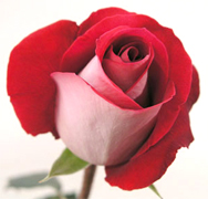 LATIN LADY BICOLOR SOLO VIP ROSAS importadas directamente para floristerias, florerias y floristas en Estados Unidos y Canada, vendemos a PRECIOS DE CULTIVOS rosas rojas, rosas amarillas y blancas ademas de orquideas, tropicales,... Rosas y Flores en Los Angeles California ofrece flores y rosas al por mayor. Servimos California con flores y rosas de primera calidad para florerias y floristerias de Estados Unidos y Canada. Orquideas, flores y rosas de calidad a precios al por mayor