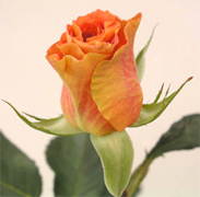 MARIANA Orange ROSAS CULTIVADAS para un mercado importante importadas directamente para floristerias, florerias y floristas en Estados Unidos y Canada, vendemos a PRECIOS DE CULTIVOS rosas rojas, rosas amarillas y blancas ademas de orquideas, tropicales,... Rosas y Flores en Los Angeles California ofrece flores y rosas al por mayor. Servimos California con flores y rosas de primera calidad para florerias y floristerias de Estados Unidos y Canada. Orquideas, flores y rosas de calidad a precios al por mayor