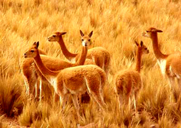 Nature, andes passion your Peruvian vacations in Titicaca lake in our Chucuito village, located at 15 km of Puno, is the old capital of the LUPACA TAMBU an Aymara state... Live with us Be our guest in our village, in our houses, in our lake hotel, We will share you, our Aymara culture, incas food, textile knowledgement, music, artcrafts, Titicaca Lake sports, Uros tours, folklore party, Andes music... all included maintaining our passion for the Mamapacha and our environment, support our village enjoing your Peruvian vacations