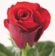 OPIUM RED ROSES VIP ROSAS CULTIVADAS para un mercado importante importadas directamente para floristerias, florerias y floristas en Estados Unidos y Canada, vendemos a PRECIOS DE CULTIVOS rosas rojas, rosas amarillas y blancas ademas de orquideas, tropicales,... Rosas y Flores en Los Angeles California ofrece flores y rosas al por mayor. Servimos California con flores y rosas de primera calidad para florerias y floristerias de Estados Unidos y Canada. Orquideas, flores y rosas de calidad a precios al por mayor