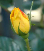 ROSAS AMARILLAS AL POR MAYOR rosas frescas y flores de alta calidad cultivadas en Ecuador y Colombia, importadas a los Estados Unidos al por mayor por Rose Connection de Los Angeles California, empresa mayorista de rosas y flores que ofrece orquideas, verdes, flores exoticos, vip rosas, rosas amarillas, rosas rojas, para matrimonios, para fiestas, para arreglos florales de primera calidad... Precios al Por Mayor para florerias y floristerias en Estados Unidos y Canada