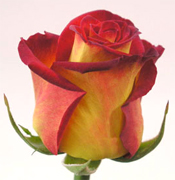 CIRCUS BICOLOR SOLO VIP ROSAS importadas directamente para floristerias, florerias y floristas en Estados Unidos y Canada, vendemos a PRECIOS DE CULTIVOS rosas rojas, rosas amarillas y blancas ademas de orquideas, tropicales,... Rosas y Flores en Los Angeles California ofrece flores y rosas al por mayor. Servimos California con flores y rosas de primera calidad para florerias y floristerias de Estados Unidos y Canada. Orquideas, flores y rosas de calidad a precios al por mayor