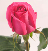 ROSAS CULTIVADAS para un mercado importante importadas directamente para floristerias, florerias y floristas en Estados Unidos y Canada, vendemos a PRECIOS DE CULTIVOS rosas rojas, rosas amarillas y blancas ademas de orquideas, tropicales,... Rosas y Flores en Los Angeles California ofrece flores y rosas al por mayor. Servimos California con flores y rosas de primera calidad para florerias y floristerias de Estados Unidos y Canada. Orquideas, flores y rosas de calidad a precios al por mayor