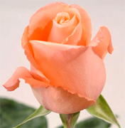 MARLYSSE SALMON SOLO VIP ROSAS importadas directamente para floristerias, florerias y floristas en Estados Unidos y Canada, vendemos a PRECIOS DE CULTIVOS rosas rojas, rosas amarillas y blancas ademas de orquideas, tropicales,... Rosas y Flores en Los Angeles California ofrece flores y rosas al por mayor. Servimos California con flores y rosas de primera calidad para florerias y floristerias de Estados Unidos y Canada. Orquideas, flores y rosas de calidad a precios al por mayor