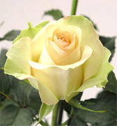 ROSAS CULTIVADAS para un mercado importante importadas directamente para floristerias, florerias y floristas en Estados Unidos y Canada, vendemos a PRECIOS DE CULTIVOS rosas rojas, rosas amarillas y blancas ademas de orquideas, tropicales,... Rosas y Flores en Los Angeles California ofrece flores y rosas al por mayor. Servimos California con flores y rosas de primera calidad para florerias y floristerias de Estados Unidos y Canada. Orquideas, flores y rosas de calidad a precios al por mayor