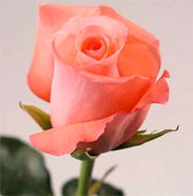SAPHIR SALMON VIP ROSES long stem florist salmon roses now available at wholesale basis for your florist shop in USA and Canada... Salmon roses, Miracle orange roses, Coral Sea orange roses, Sombrero orange roses,... Rose Connection Inc. Los Angeles California offers the most fresh and premium salmon flowers in USA and Canada, wholesale salmon roses to florist shop at wholesale prices Fedex Free delivery included