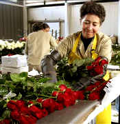 FRESH CUT ROSES Jackson Mississippi, Jefferson City Missouri, Helena Montana, Lincoln Nebraska, Carson City Las Vegas Nevada, Concord New Hampshire, Trenton New Jersey, Santa Fe New Mexico, Albany New York, Raleigh North Carolina, Bismarck North Dakota, Columbus Ohio, Oklahoma city Oklahoma, Salem oregon, Harrisburg Pennsylvania, Providence Rodhe Island, Columbia South Carolina, Pierre South Dakota, Nashville Tenessee, Salt Lake City Utah, Montpelier Vermont, Richmond Virginia, Olympia Wahington, Charleston West Virginia, Madison Wisconsin, Cheyenne Wyoming. VIP orquideas, tropicales flores, flores exoticas, fillers y verdes, carnations al por mayor, flores de matrimonio, en todos los Estados Unidos