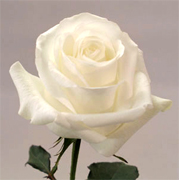 BLIZZARD WHITE ROSES Wholesale white premium roses VIP white roses long stem, long vase life for your special occasion... Special package for wedding, bridal bouquets, receptions,... Blizzard white roses, Anastasia white roses, Akito white roses, Tineke roses... Rose Connection Inc. Los Angeles California offers the most fresh white flowers in USA and Canada, wholesale roses to florist shop at wholesale prices Fedex Free delivery included