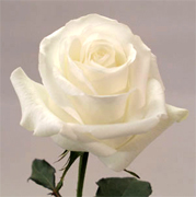 BLIZZARD WHITE ROSES Rosas al por mayor y vip flores by Rose Connection Inc. Los Angeles California, gran coleccion de rosas y flores, customer services y Fedex Free Delivery en Los Angeles, Sacramento, San Francisco California, Miami Orlando Florida, Houston, San Antonio, Austin, Dallas, Texas, Montgomery Alabama, Juneau Alaska, Phoenix Arizona, Little Rock Arkansas, Denver Colorado, Hartford Connecticut, Dover Delaware, Atlanta Georgia, Honolulu Hawaii, Boise Idaho, Springfield Chicago Illinois, Indianapolis Indiana, Des moines Iowa, Topeka Kansas, Frankfort Kentucky, Baton Rouge New Orleans Lousiana, Augusta Maine, Annapolis Maryland, Boston Massachusetts, Lansing Michigan, Saint paul Minnesota