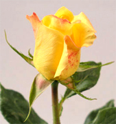 AALSMEER YELLOW ROSES Yellow roses, premium long stem yellow roses to support your florist shop in USA and Canada, Aalsmeer Gold yellow roses, Golda yellow roses, Marie Claire yellow roses direct from our farms in Colombia and Ecuador, vase life 10 to 12 days... Rose Connection offers the best and most fresh yellow roses in USA, wholesale yellow roses, wholesale prices and Fedex free delivery included...